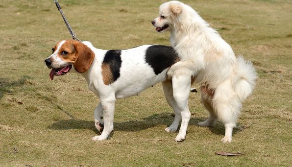 春季的宠物发情期,如何应付宠物的发情期