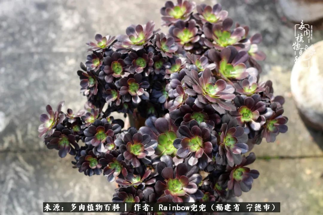 岁月无波澜余生不悲欢是啥意思,愿你岁月无波澜敬我余生无悲欢