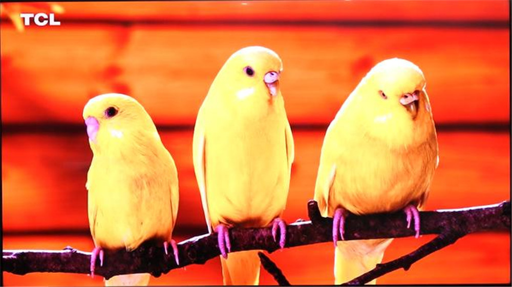 tcl电视98t7e98英寸测评,tcl98寸电视t7e和q6e对比