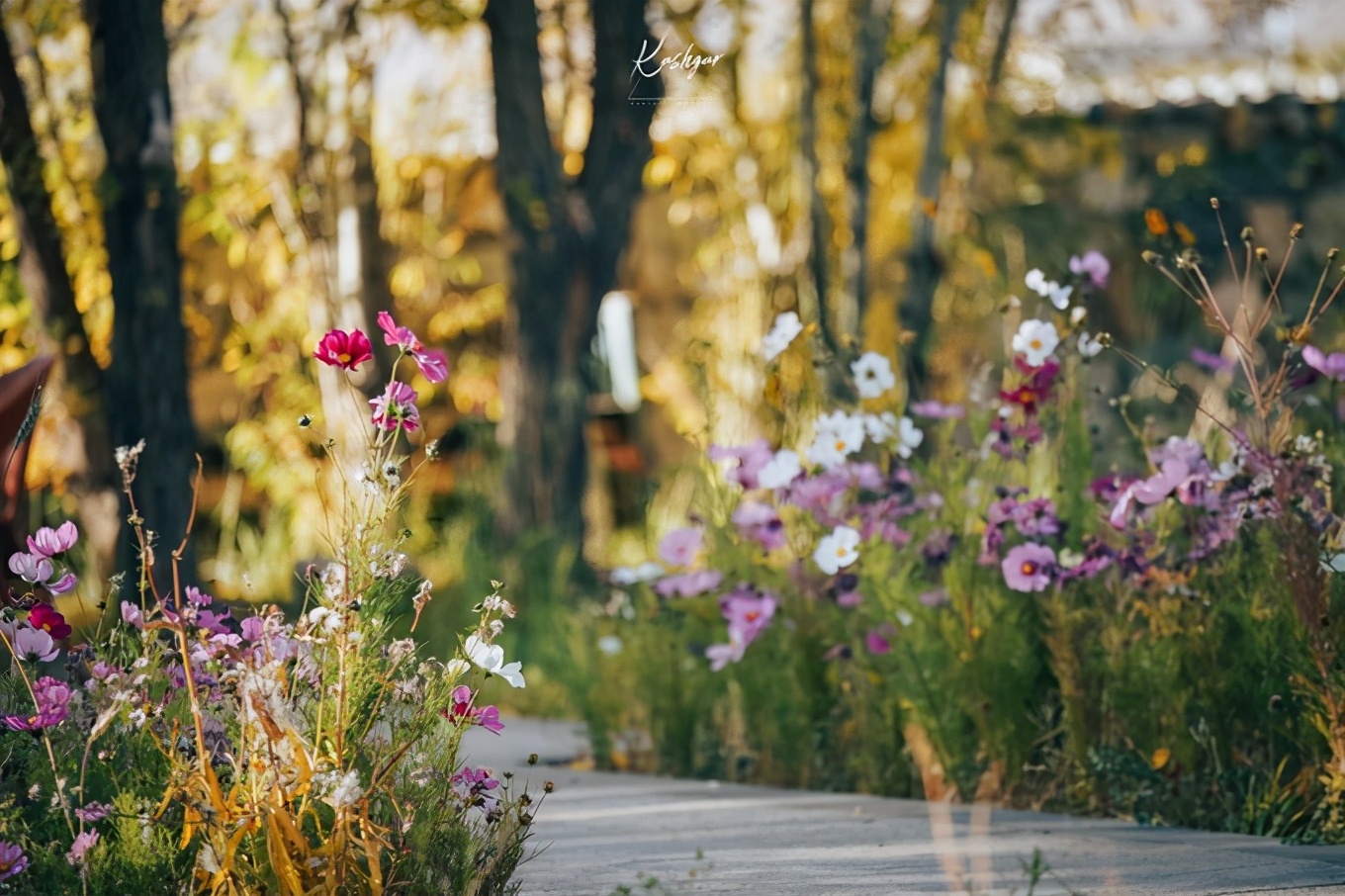 大美*疆新**，一个快递不包邮的地方，藏着不一样的异域风情
