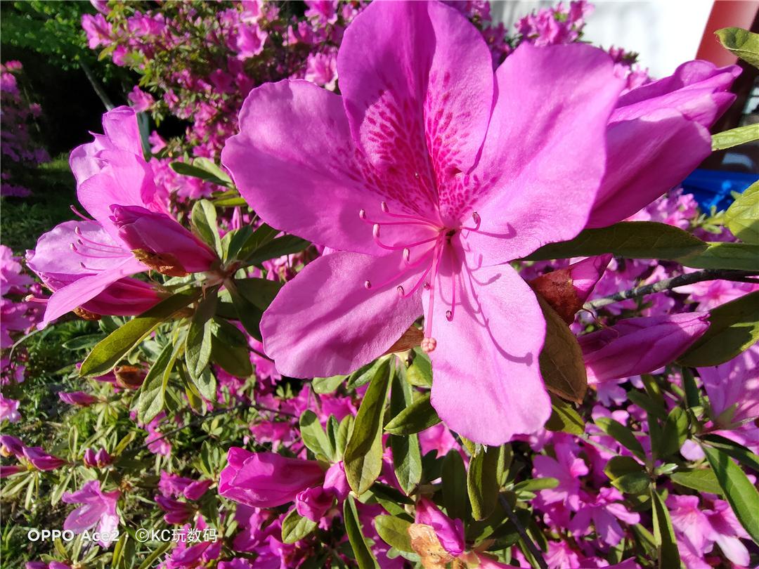 185g配备地表最强快充OPPOAce2值得买吗?