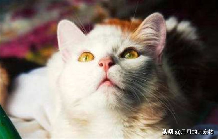 猫咪越来越反骨,猫咪反群怎么办