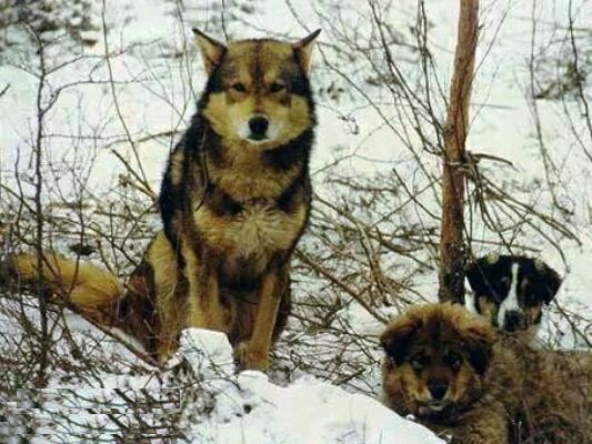 鄂伦春猎犬中国北方的守山犬,猎犬鄂伦春