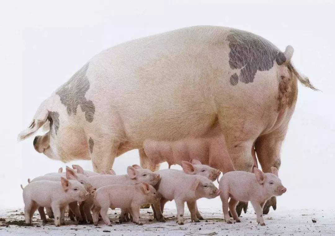 母猪产后消炎青霉素400万能用几支,母猪产后消炎用什么药合适