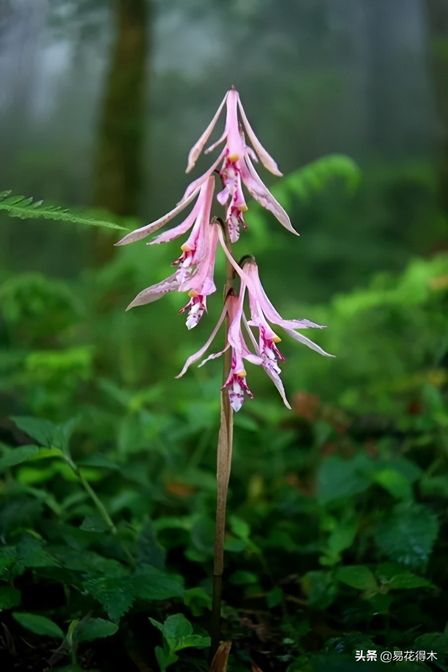 杜鹃兰属于几级保护植物,杜鹃兰品种图片