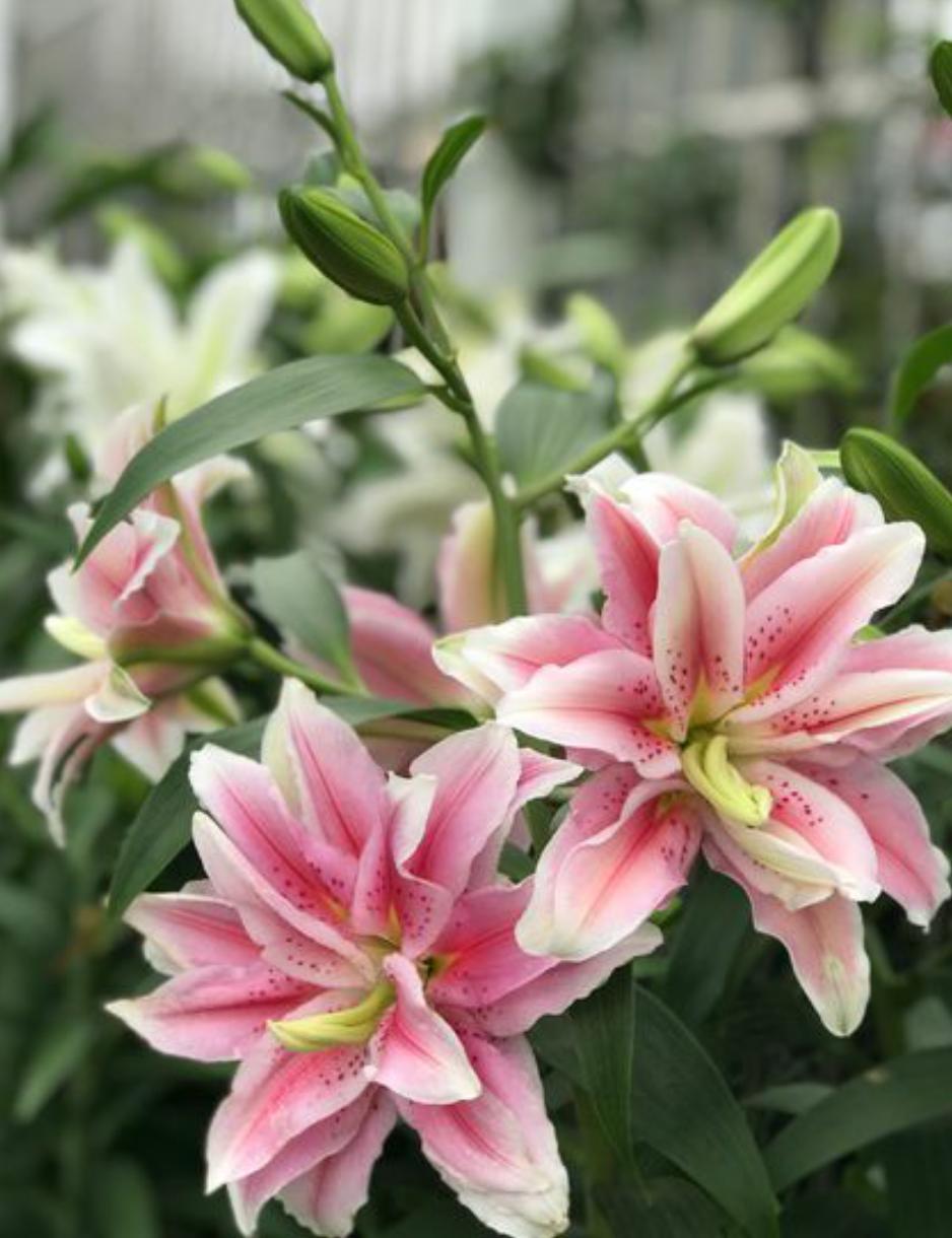 百合花怎么种植才开花多,百合花种球养多久才会开花