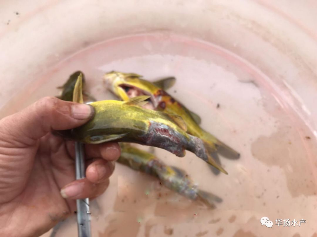 黄颡鱼掉粘液后大量死怎么治,黄颡鱼烂身病的原因