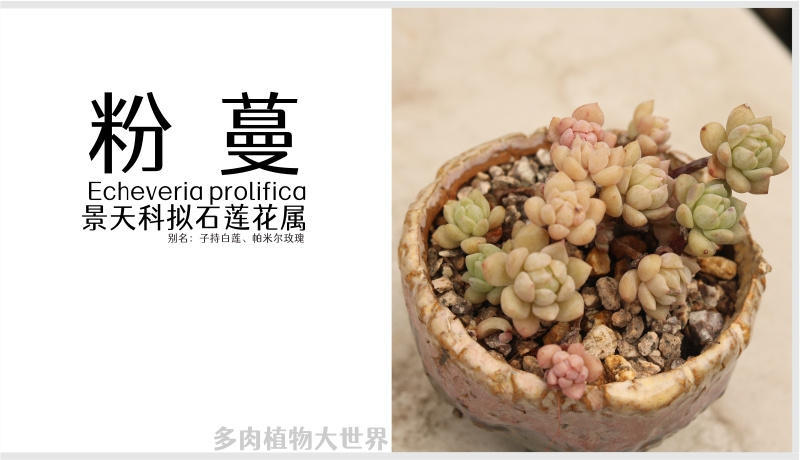 红粉佳人景天科拟石莲属多肉植物,粉蔓莲多肉图片