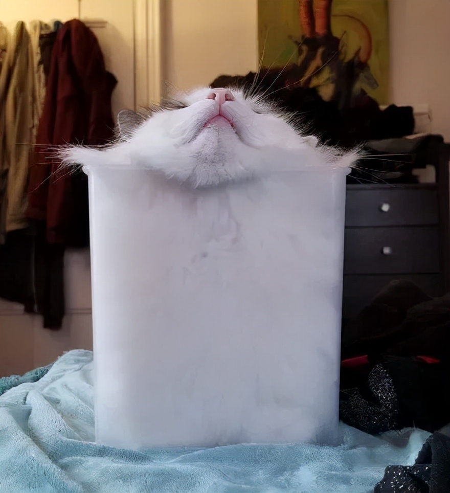 众所周知的猫咪,猫咪是液体也是固体