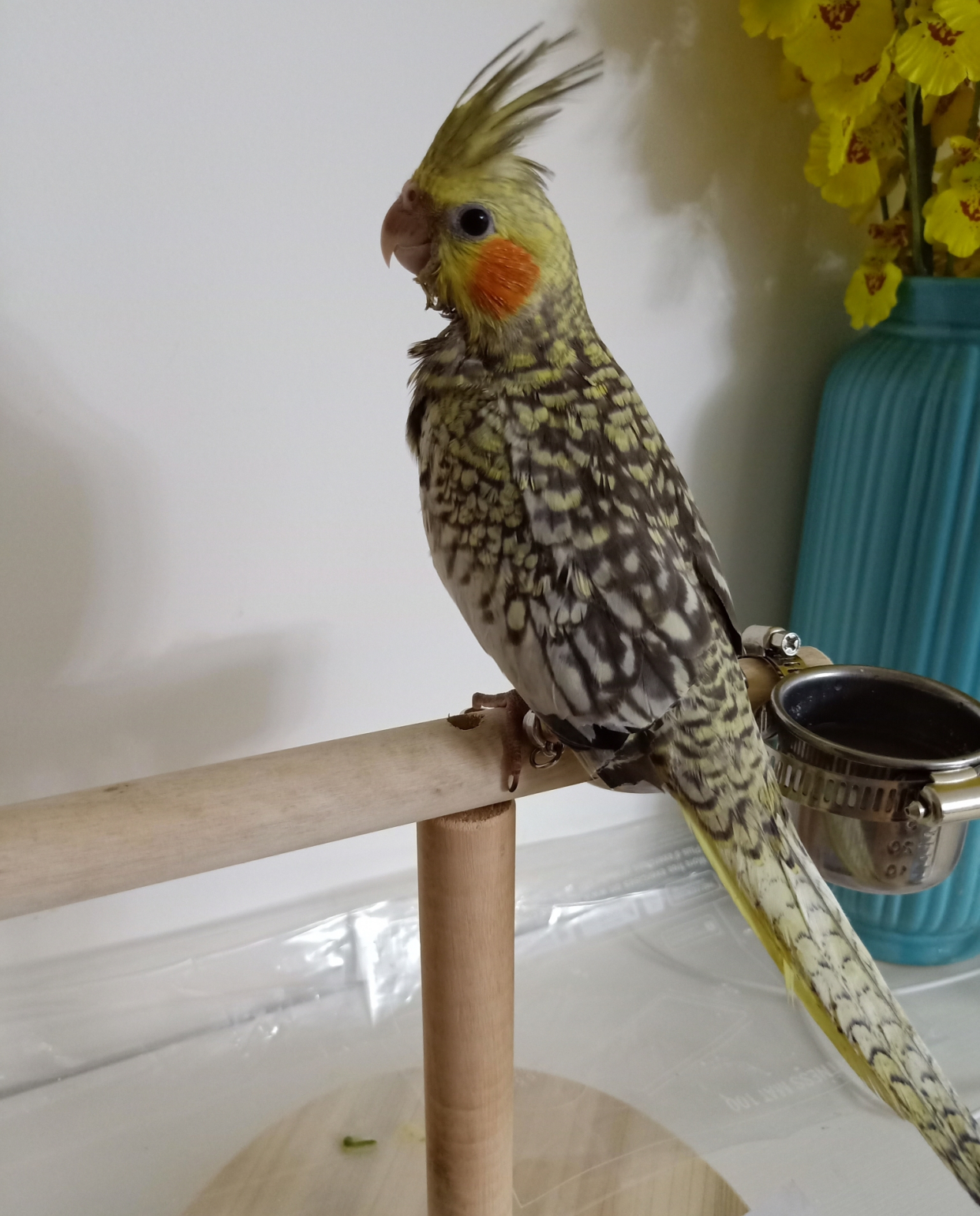 难怪能够“通杀”养宠物的朋友们，这鹦鹉也太漂亮了