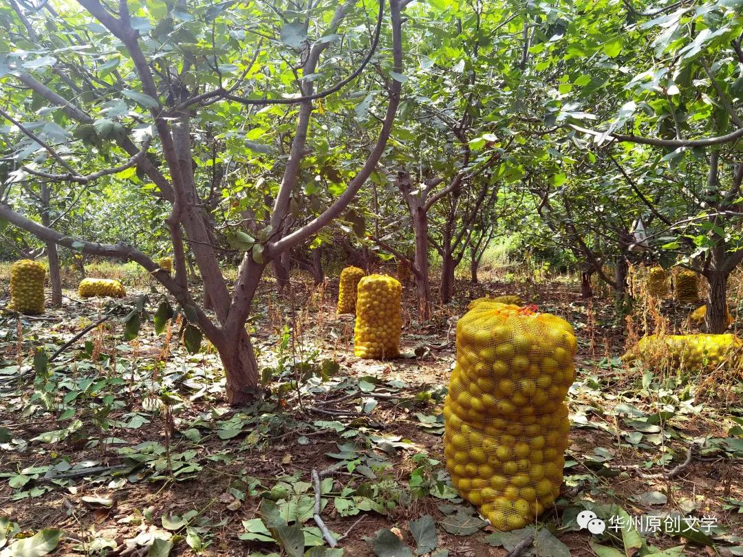 「老敏」漫话核桃