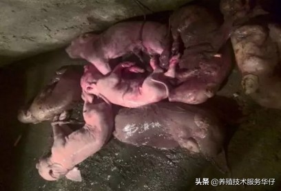 霉菌及霉菌毒素的危害及防控措施,聊聊养殖过程中霉菌及霉菌毒素