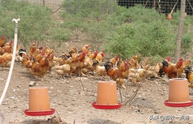 肉鸡消毒的正确方法,肉鸡苗场消毒