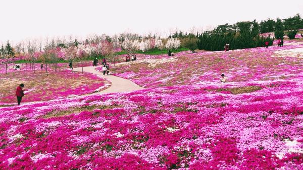 英歌石植物园怎么去,英歌石植物园公交线路