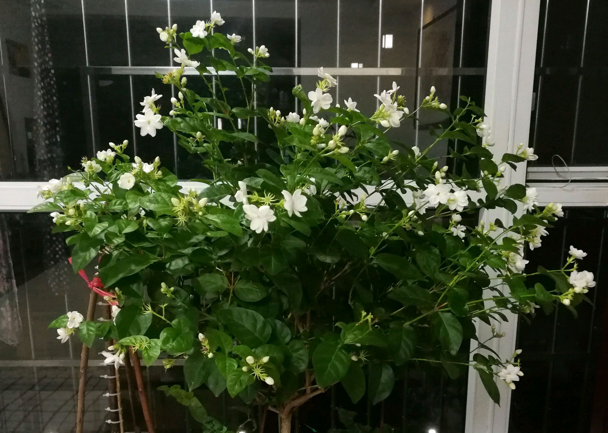 茉莉花长红色的小虫子怎么办,茉莉花长虫子可以用什么药