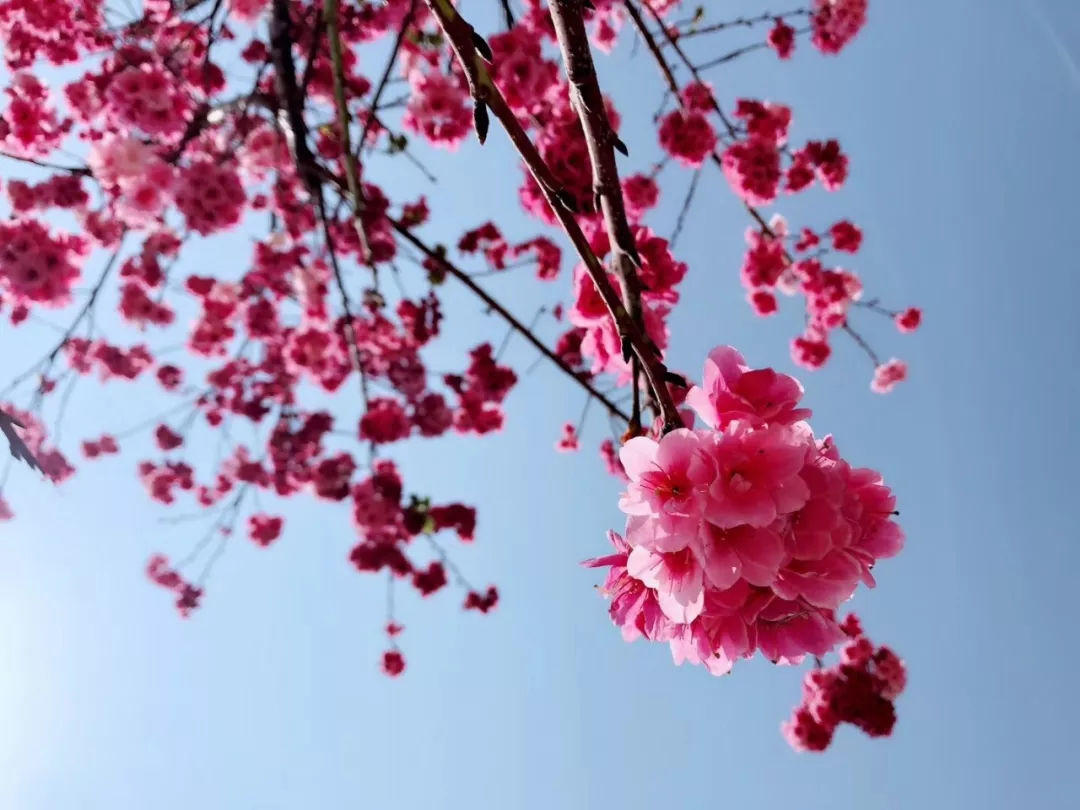 春天来了樱花烂漫图,全国赏樱地图出炉共赴浪漫樱花约