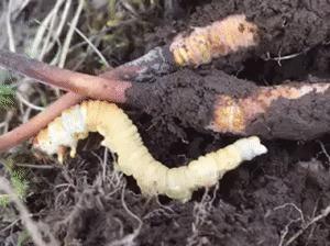 揭秘冬虫夏草一个200多年的骗局,冬虫夏草造假手段