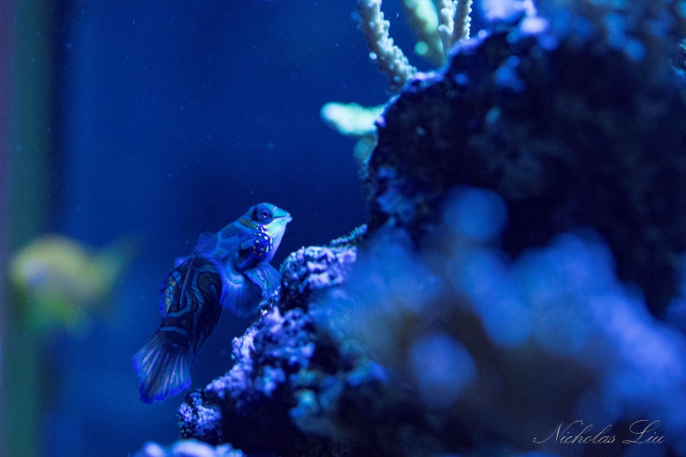 经典海水礁岩生态缸分享，180×120×60厘米三面观赏海缸