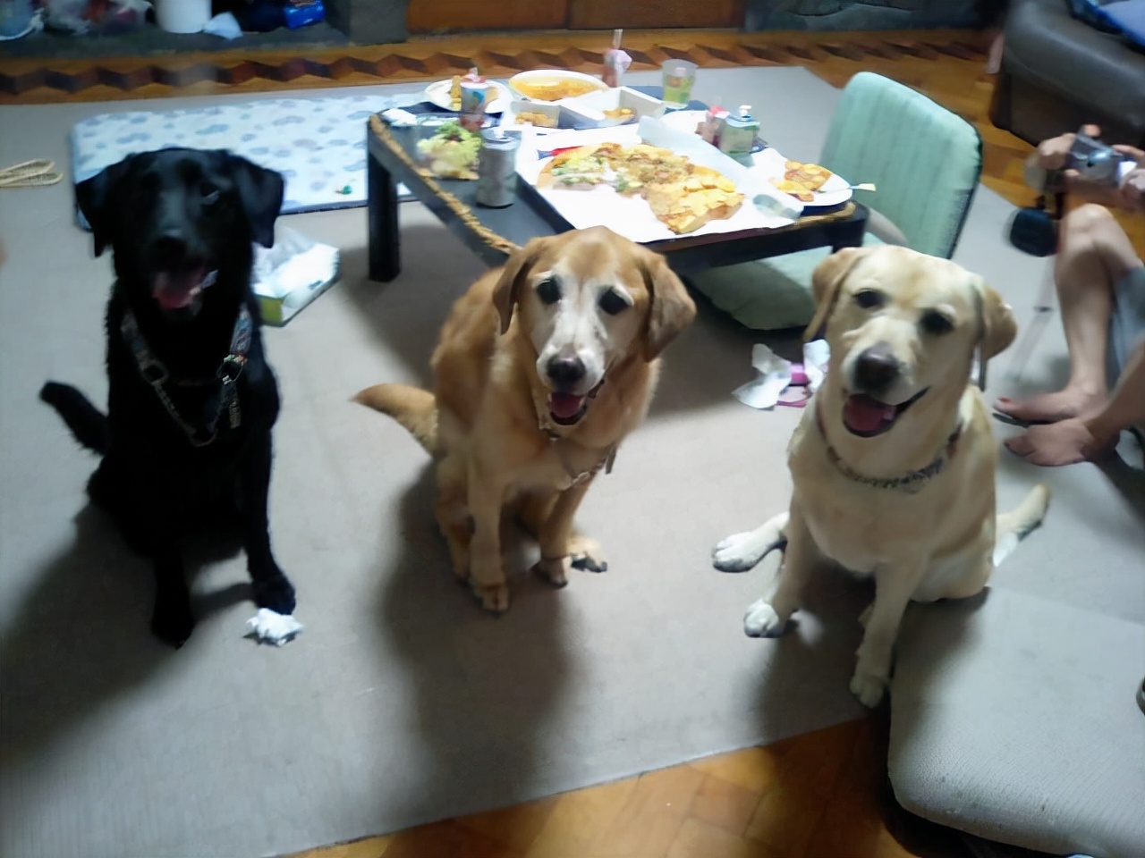 第一次养狗为啥不建议养拉布拉多,感觉养拉布拉多第三个月快崩溃