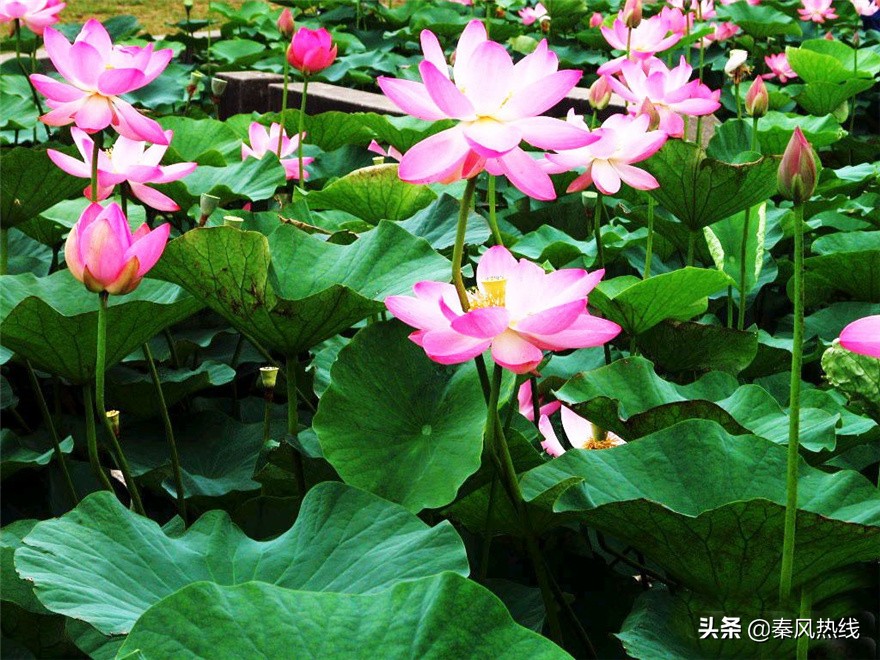 履职尽责勇担当——兴平市川流寨村*党**支部书记兼村委会主任张小川