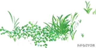 酷暑知了声声入耳,大暑知了叫