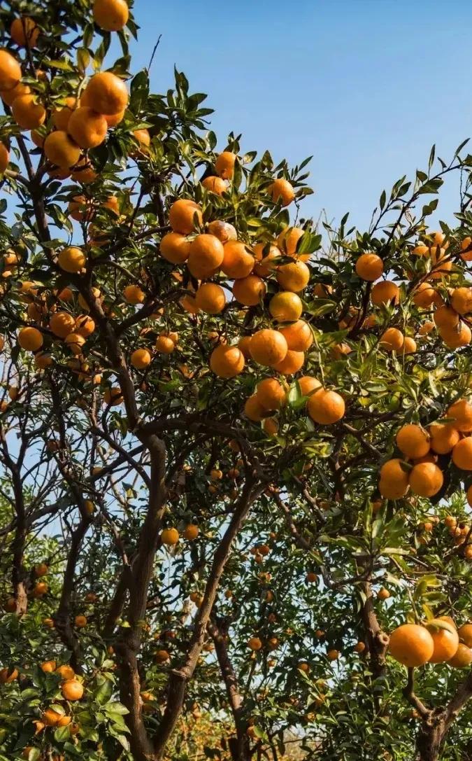 快乐的苏州西山农家乐之旅,苏州西山农家乐自驾游攻略图