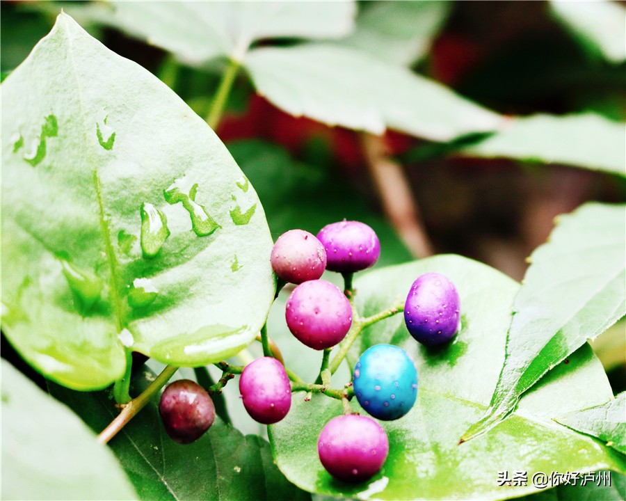 泸州最美农家乐,泸州特色农家乐