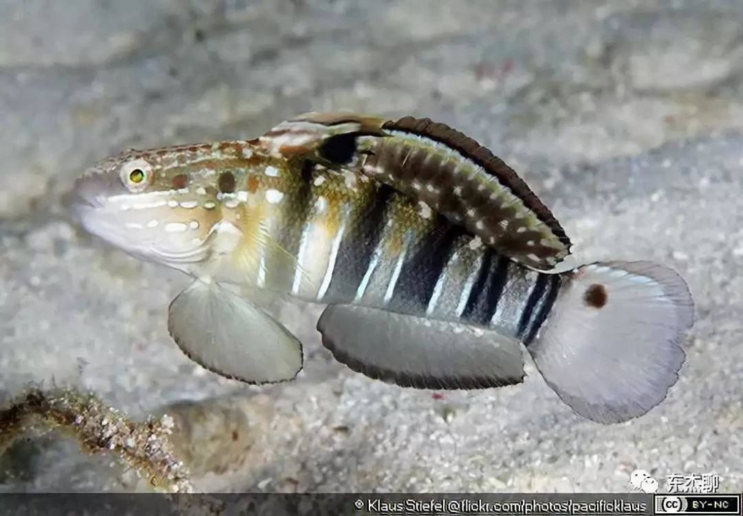 哪些海水鱼可以在淡水中养,哪些海水鱼能释放电压