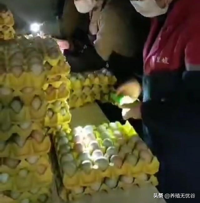 孵化小鸡的技术,现代孵化小鸡技术全教程