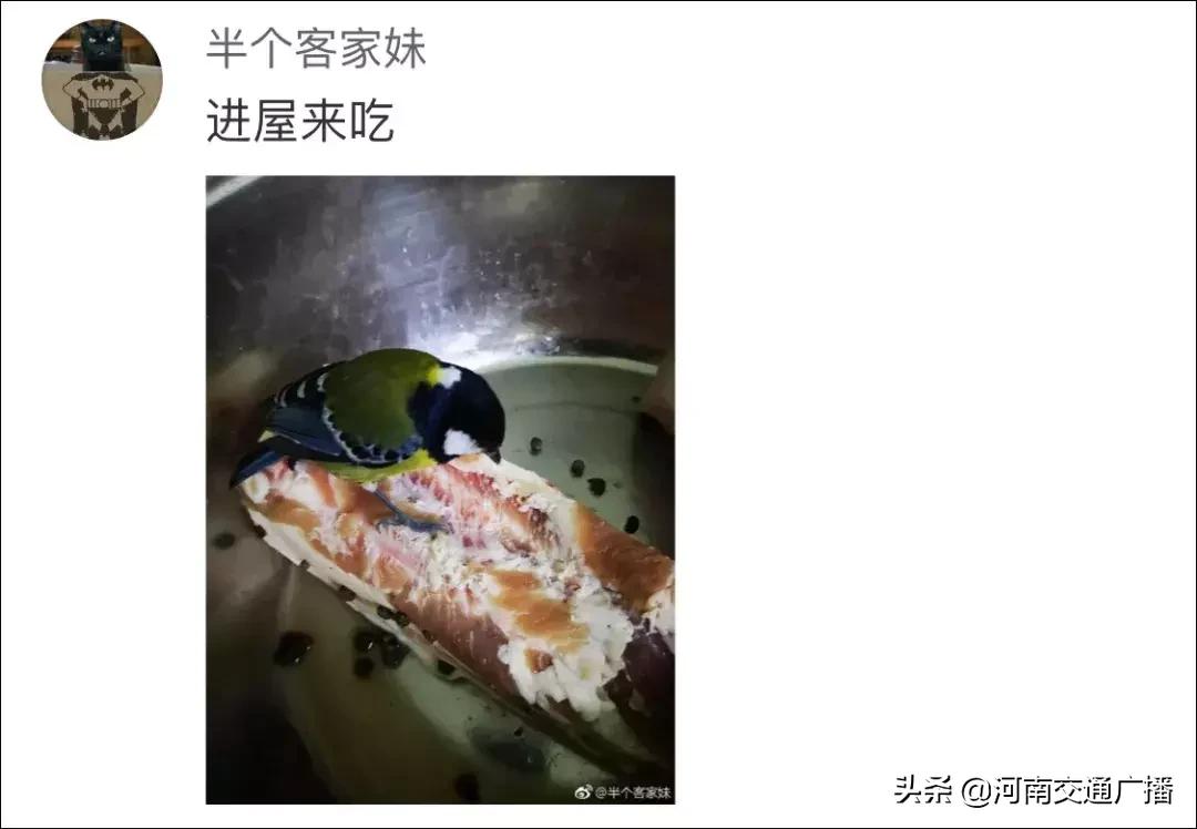 鸟儿偷吃香肠腊肉,香肠腊肉挂外面被鸟吃