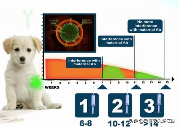 犬猫弓形虫抗体定量检测卡,猫抗体检测怎样算合格