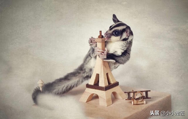 如何饲养蜜袋鼯,新手如何养蜜袋鼯视频教程