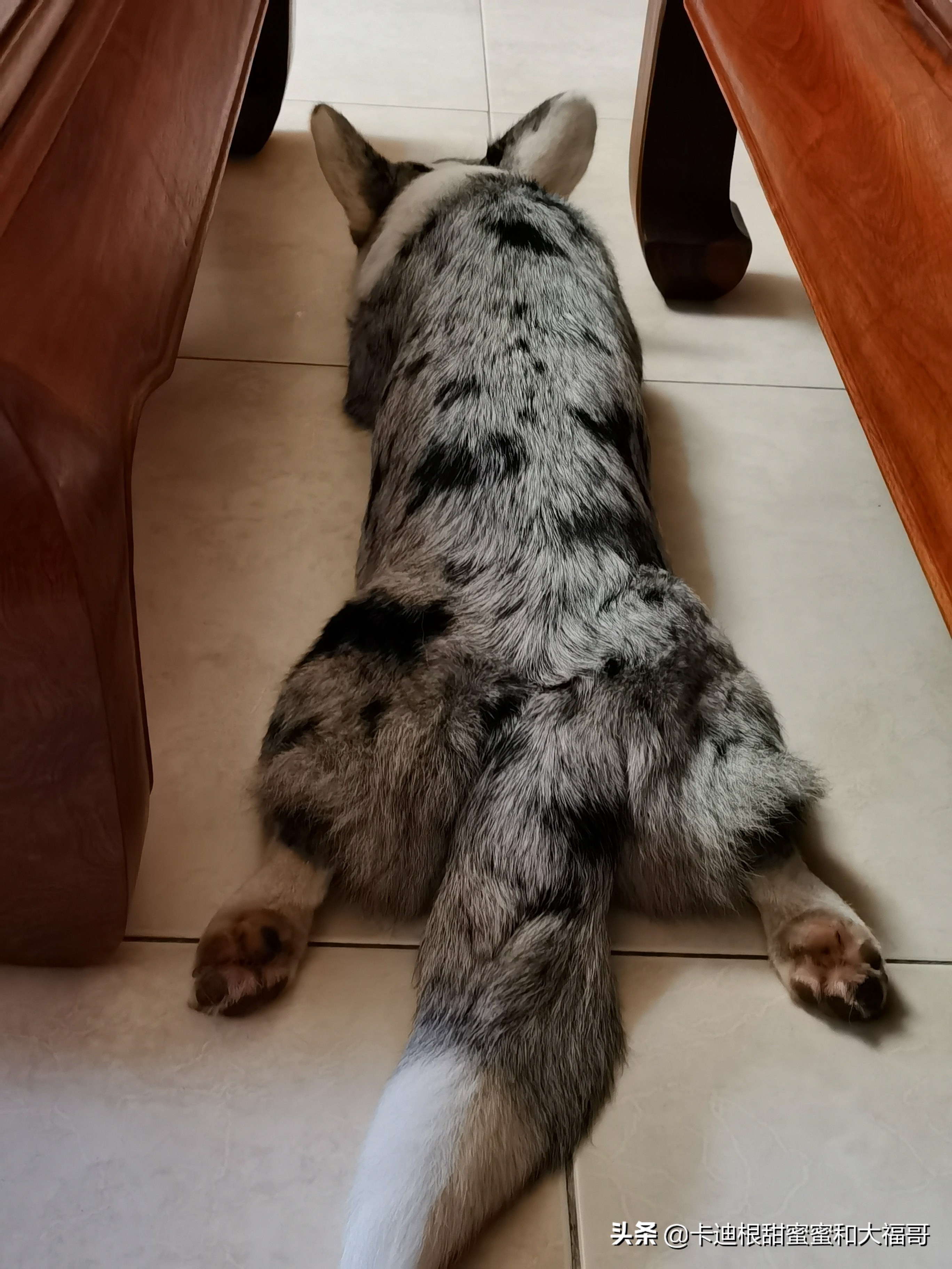 记录卡迪根柯基小甜妞第一次当妈妈：（一）疫情期间配种