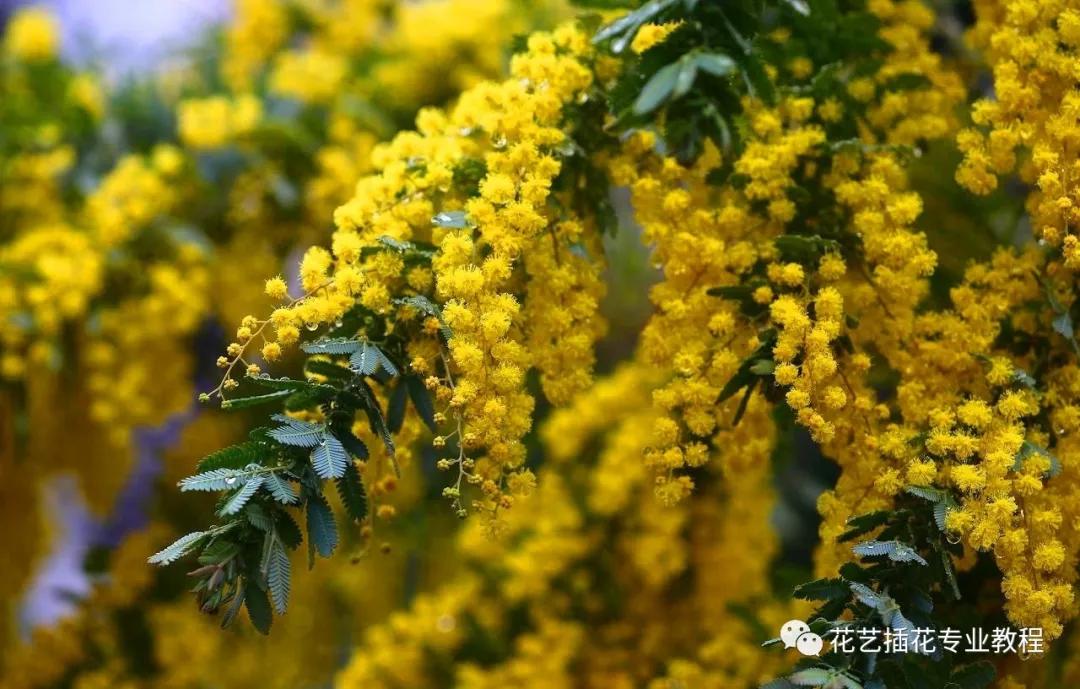 「花艺知识」50种常见花材的花语~（建议收藏）