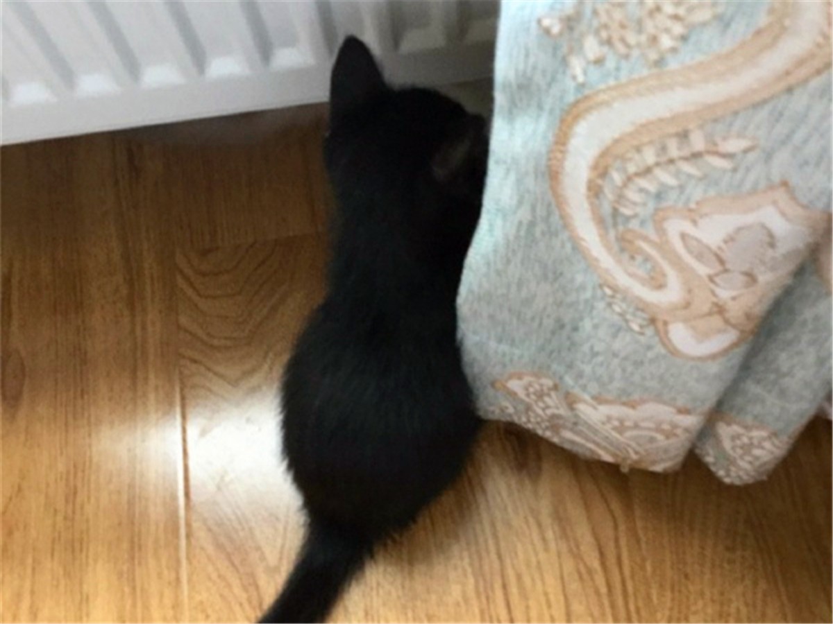 黑猫为啥凶得很,黑猫花色