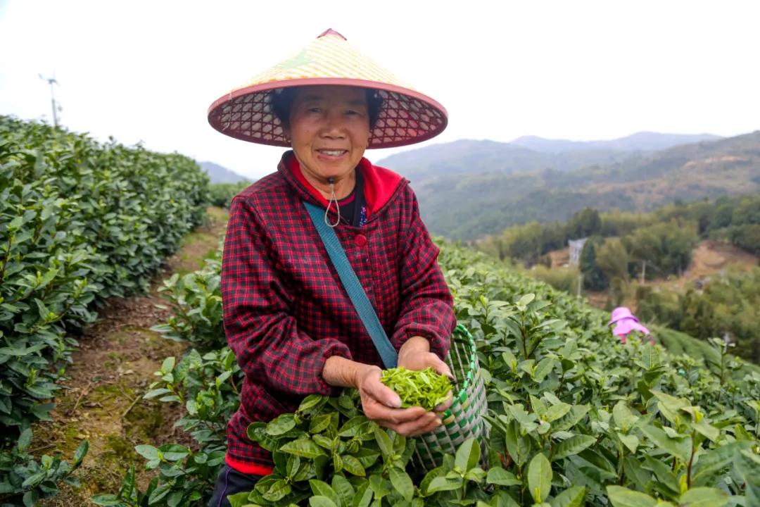 平阳黄茶滋味,平阳黄茶推荐