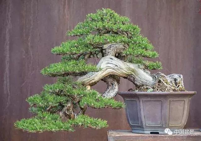 一组盆景佳作欣赏,斜杆式飘枝盆景图片欣赏