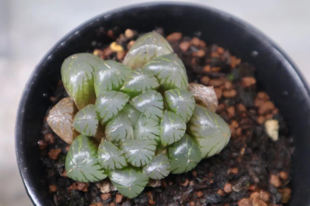 适合南方比较好养的12款多肉,养一年就开花的多肉品种