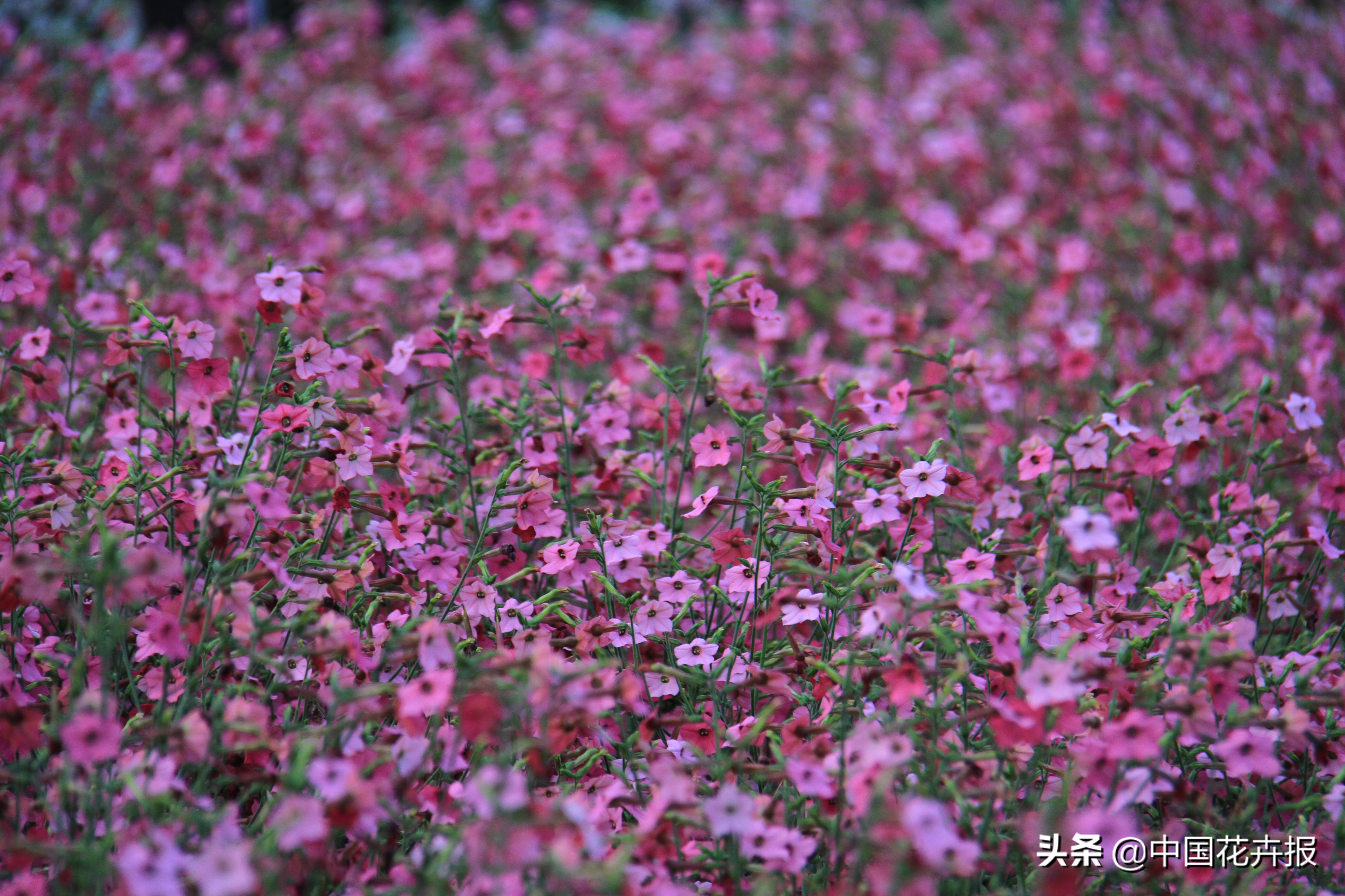 适合花园的花花草草,如何打造四季都有花的花园