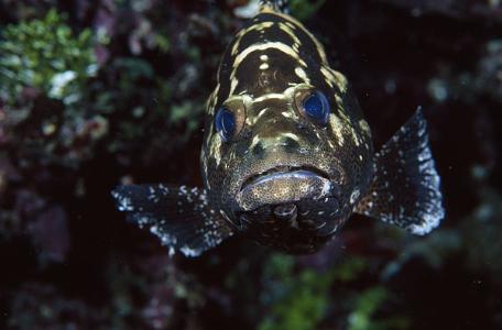 雌雄同体的生物，也有交配之战