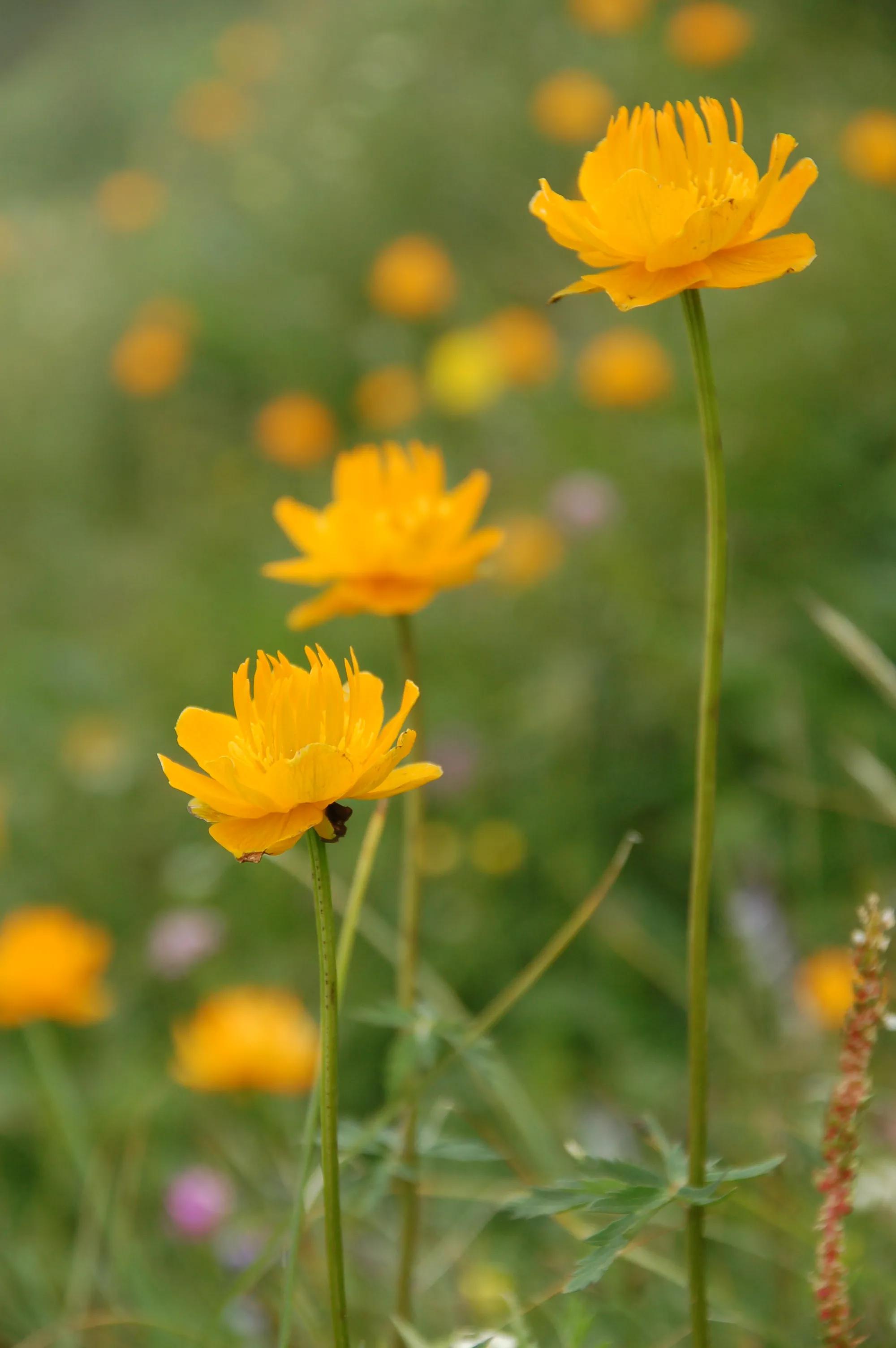 河北第一高山小五台山,河北的最高山峰小五台山海拔多少