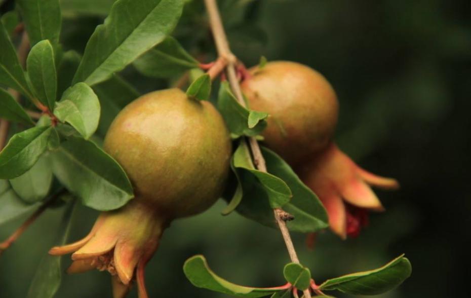 盆栽石榴春季管理方法,盆栽石榴春季养护工艺