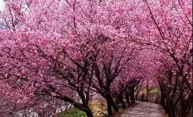 写东湖樱花园的散文,春风中的樱花园散文