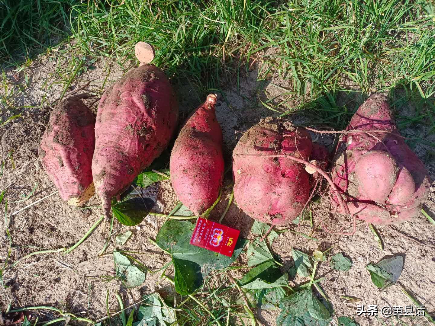 地瓜干酒属于什么档次,地瓜干酒好喝吗真实测评