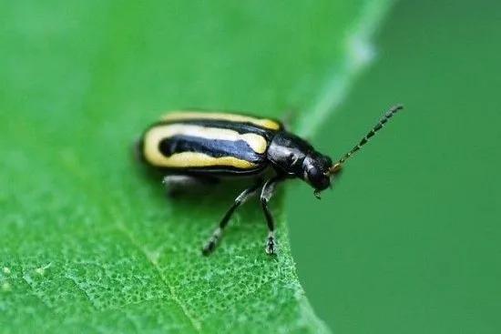 叶菜出苗后什么时候打杀虫剂,叶菜类病虫害防治与图片