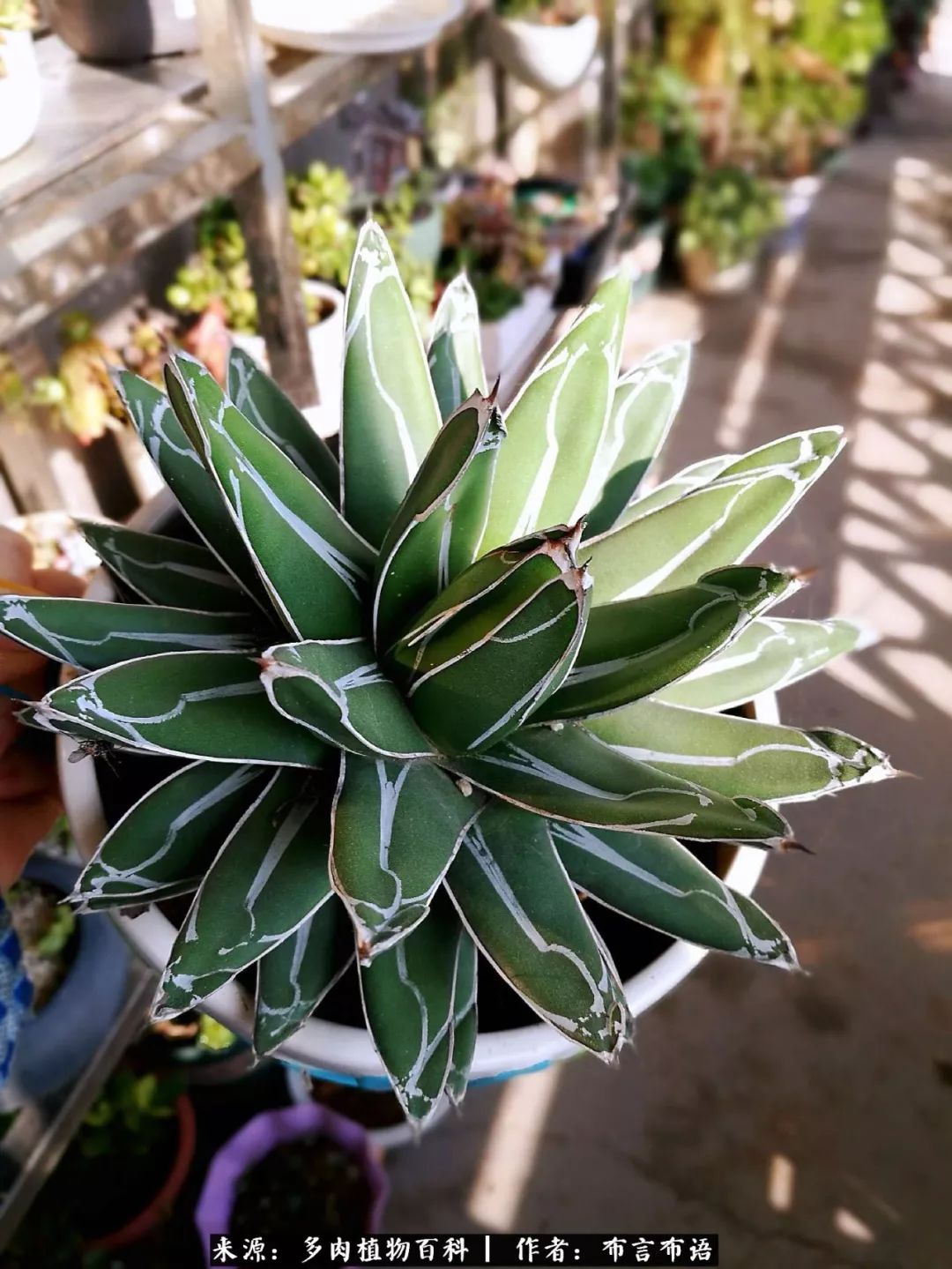 多肉的真实生活感悟,多肉的生活感悟