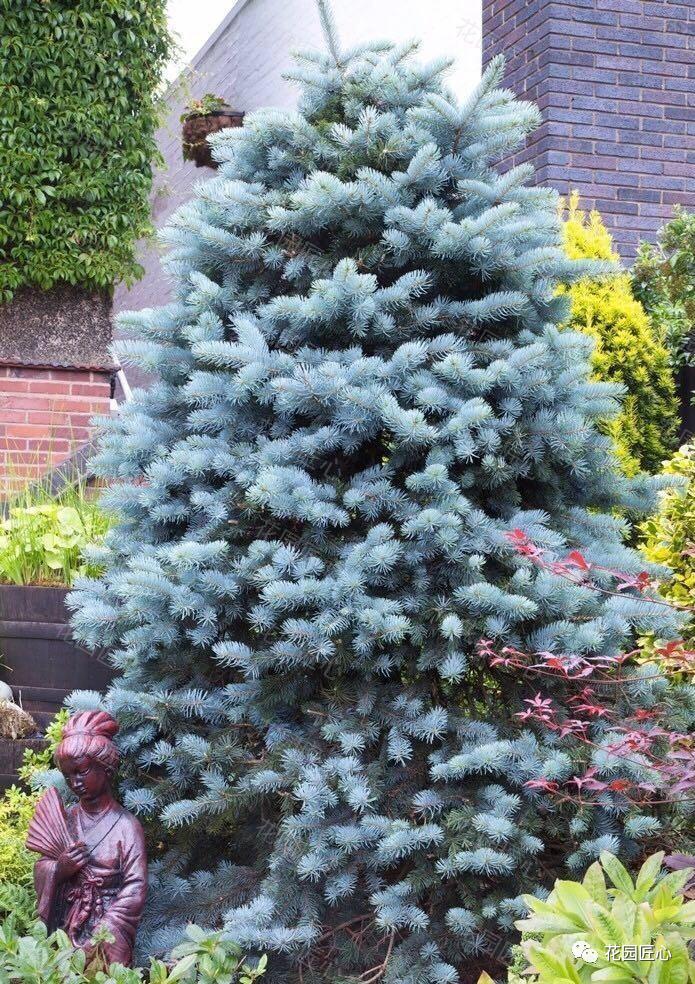 挪威云杉夏天怎么养,挪威云杉温和净肤