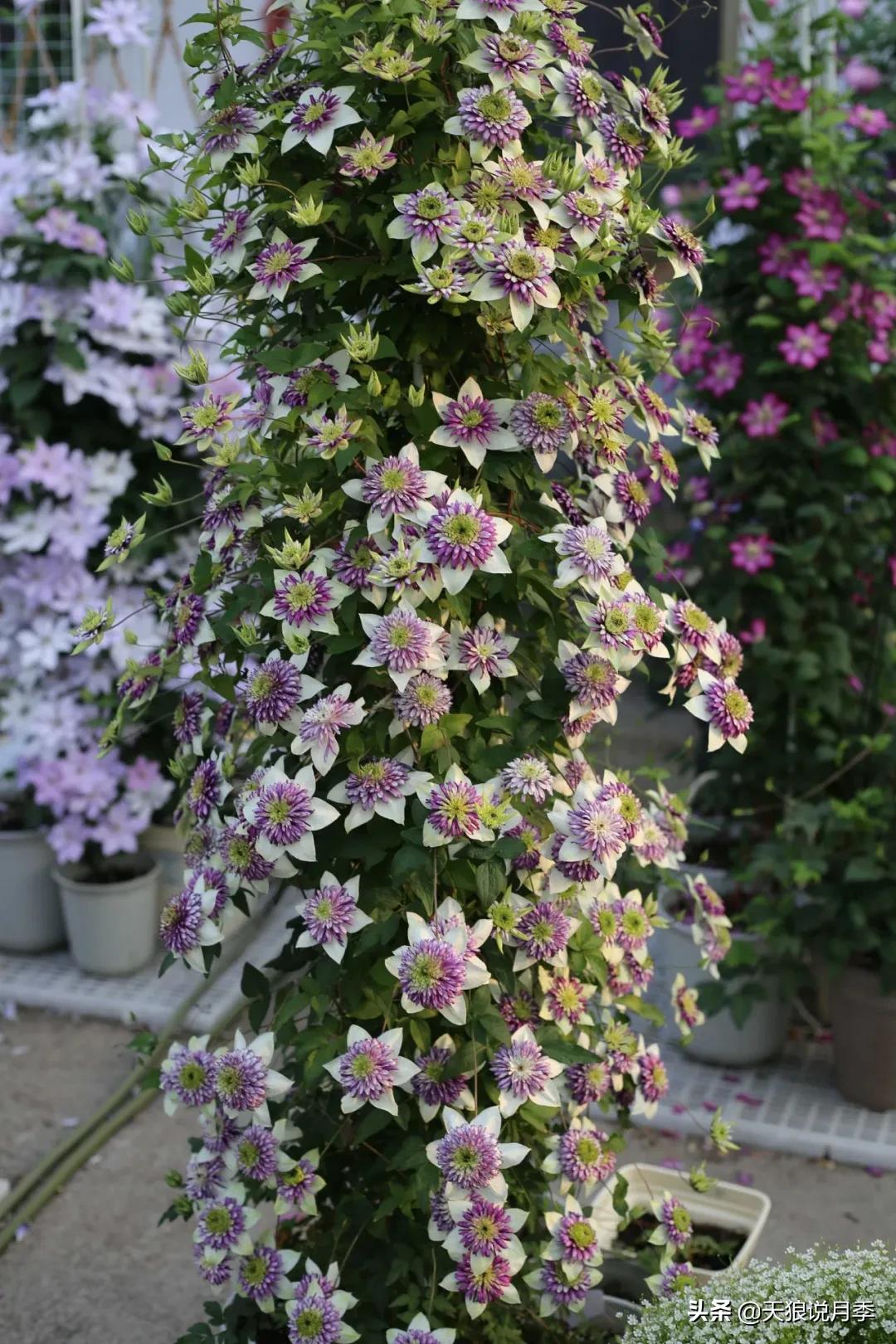 别人做梦都想要的花墙，他早就用铁线莲实现了