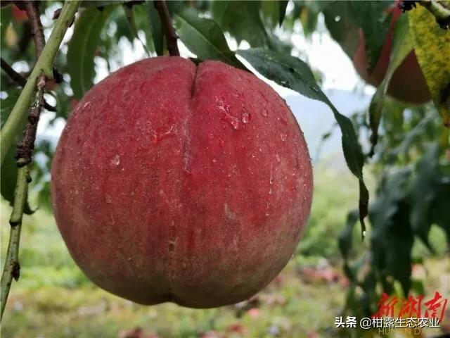 桃树新品种2023年桃子价格,突围桃子价格最新行情