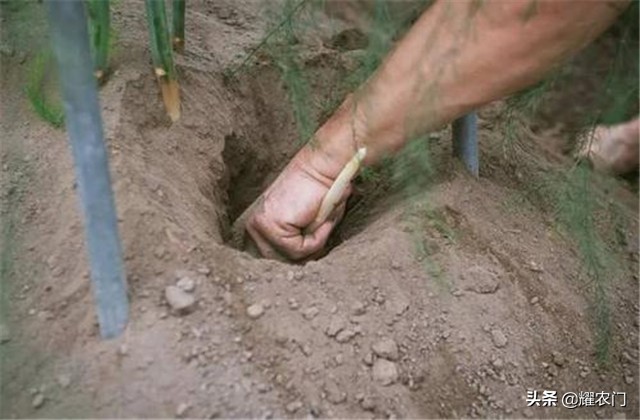 白芦笋的种植方法和时间,芦笋怎样种植比较好吃